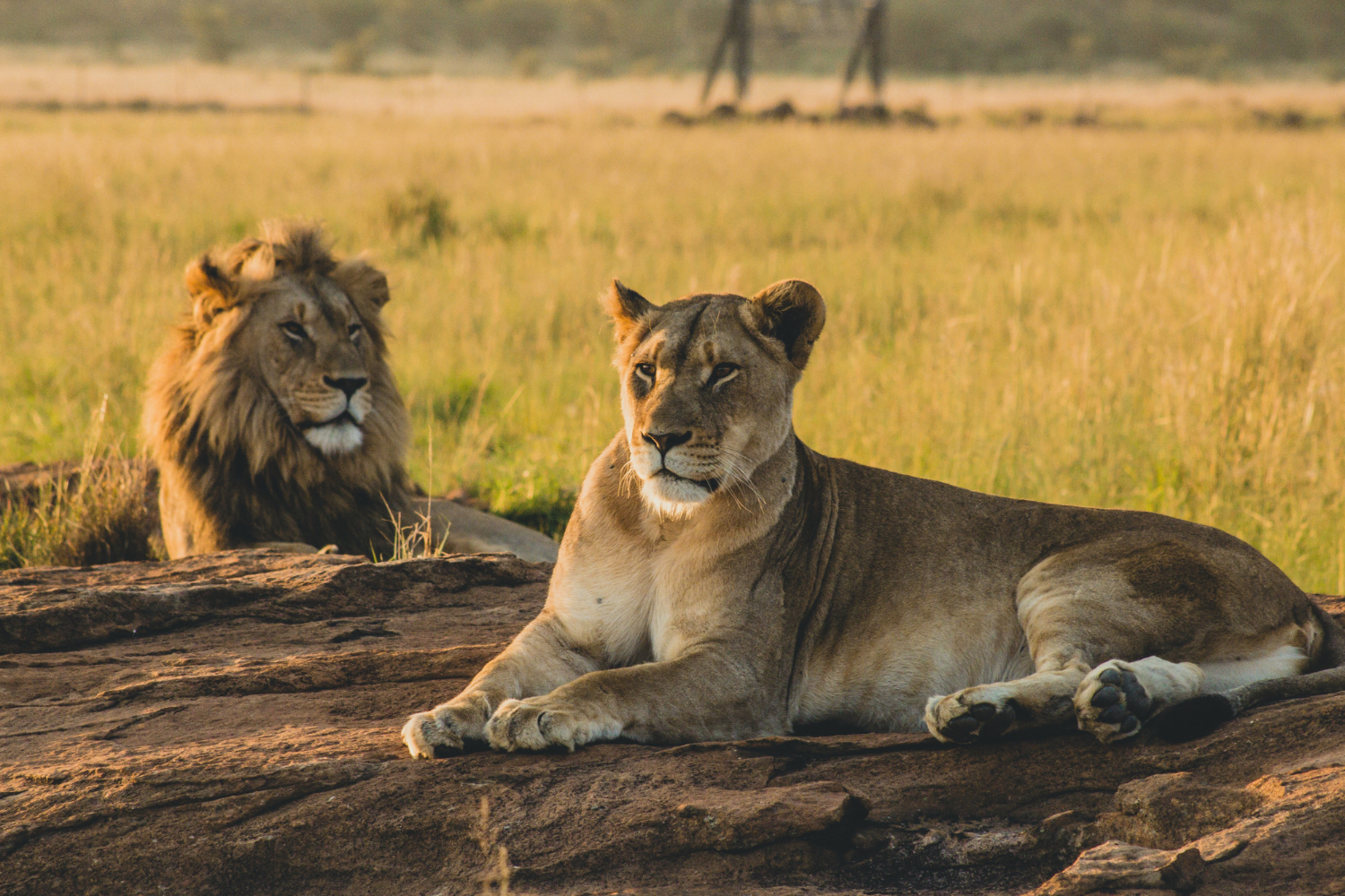 Road safari in Kenya